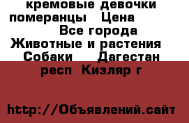 кремовые девочки померанцы › Цена ­ 30 000 - Все города Животные и растения » Собаки   . Дагестан респ.,Кизляр г.